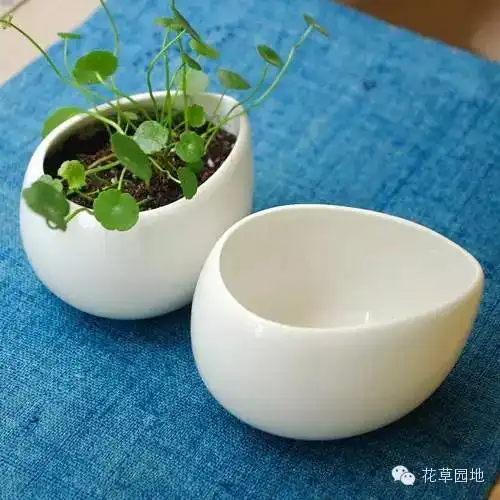 铜钱草金钱草聚财防辐射的负离子绿植
