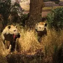 山东博物馆常设展览非洲野生动物大迁徙展