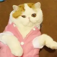 萌萌哒的肥猫头像肥猫咪脸够方