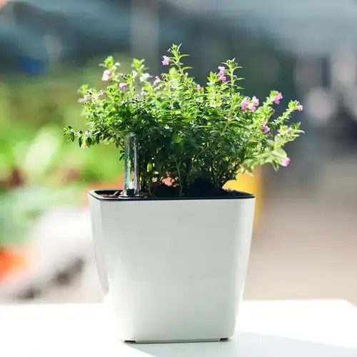 有着深沉花语的满天星,表白心意的佳品