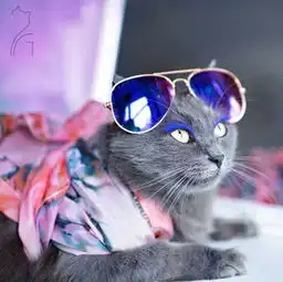 从流浪猫到时尚网红,这只猫能让所有懒人汗颜