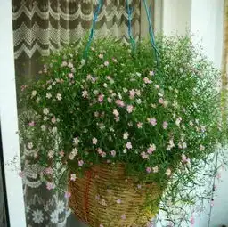 这种花卉几乎每天都开花,你再懒也能养活,一开花家里像春天
