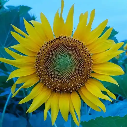 打卡新圣地丨一起追逐太阳,葵花向日倾......