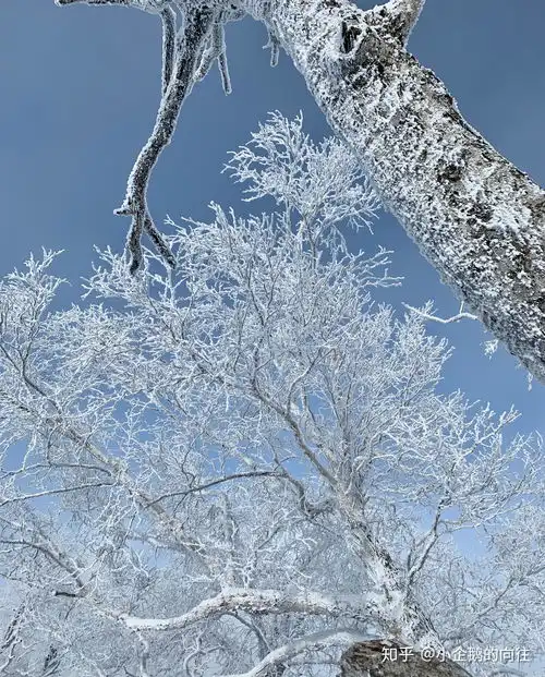 打卡中国雪乡,用心感受冬季东北白雪皑皑的绝美风景