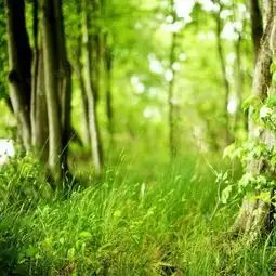 春季森林主图背景背景图片素材免费下载psd格式熊猫办公