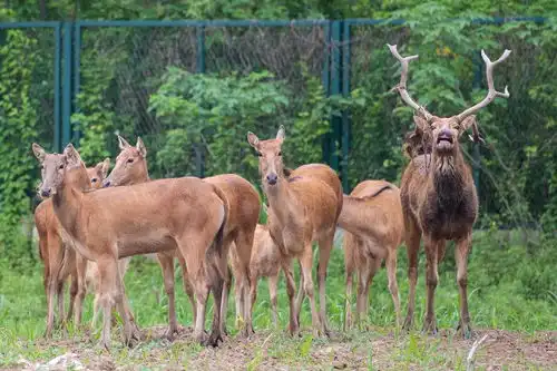 全球连线大湖里的居民鹿之角