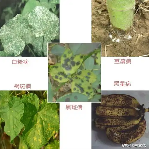 观赏植物病虫害详细用药指南,教你7种基本的药剂使用技巧