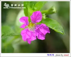 萼距花