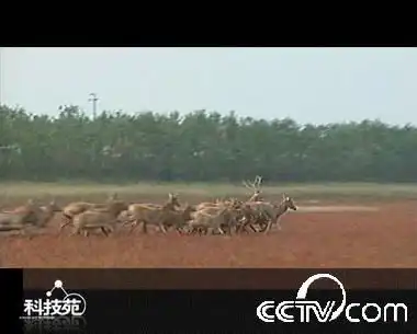 和麋鹿在一起下