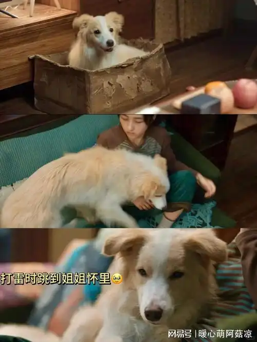 哭死看完子枫新片突然对宠物离世释怀了