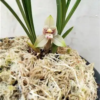 春兰铭品金樽红荷青秀2壮苗带现花