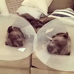 可爱的一家子,养了两只狗狗兄弟,太有爱了