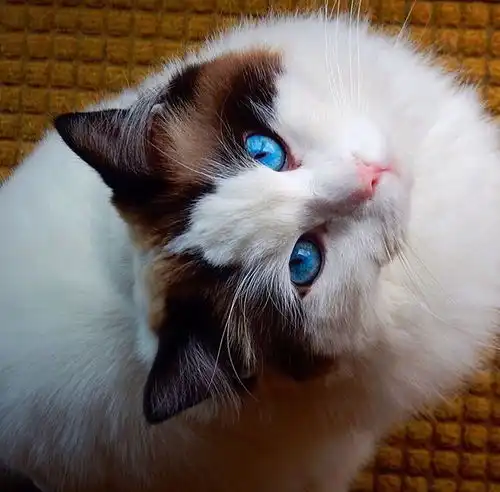 看好大一只猫