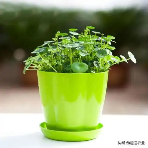 铜钱草黄叶了,用它喷一喷,叶片油光发亮越长越大