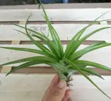 黄页88高清图片