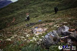 四川甘孜木雅圣地高原花海旱獭乐园