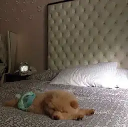 18张照片证实松狮犬是我们的熊麻吉
