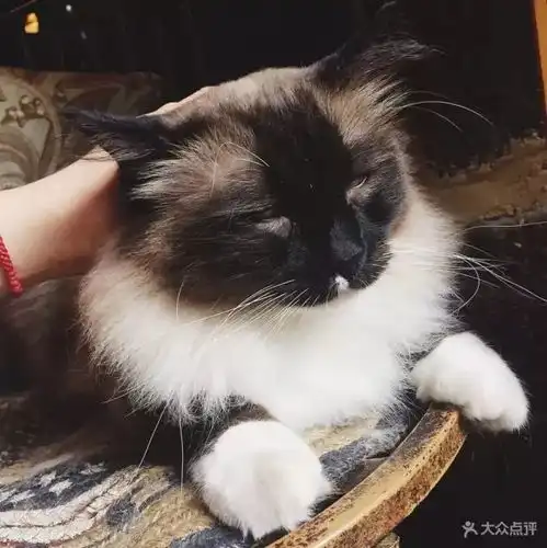 一家聚众吸猫的咖啡馆今天你吸猫了嘛