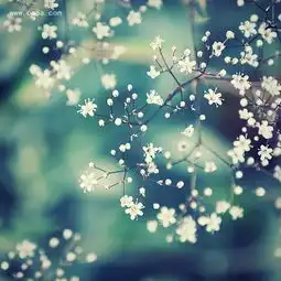 满天星花语是什么详解满天星怎么养