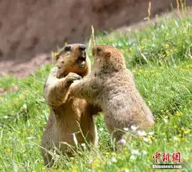 囊谦国际自然观察节多种野生动物萌眼
