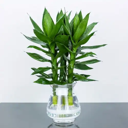 客厅养上5种花,寓意吉祥,高档又有品味,关键还好养