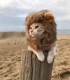 迪士尼真人巨制狮子王每一寸阳光之所及,皆是回忆