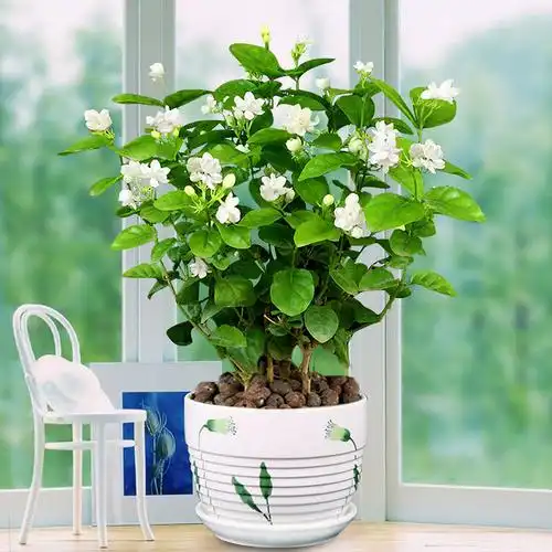 10月养茉莉,2种肥料兑水里,花苞叽里咕噜冒,开成满天星