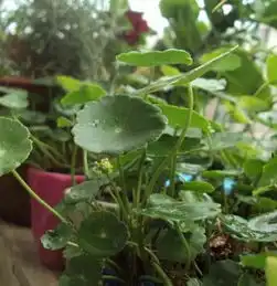 河州牡丹怎样让铜钱草长得又好又壮,创造你的小
