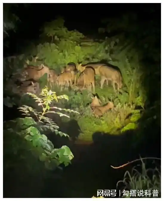 暴雨中,洞庭湖麋鹿守护者的五天四夜