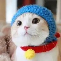 好看有趣的图片头像社会猫微信头像图片大全