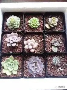 扦插做温室,养花一个泡沫箱就搞定,省钱又省心