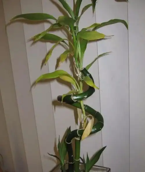 学会合理搭配盆栽土,给植物打造专用土,准备这几种材料就足够