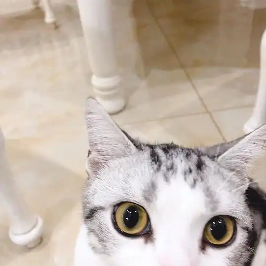 小千酱的相册猫美短ein