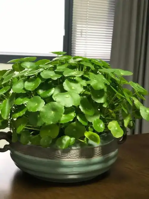 4种美花,一棵养一大片,半年养出小花园,开出五颜六色花海