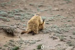 原来旱獭有的不仅是萌还有暴脾气,一言不合就开战