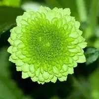 清净高洁空间唯美菊花qq头像花的图片大全