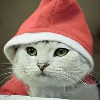 猫咪头像酷微信头像图片大全
