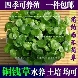 包邮铜钱草水培植物办公室桌面盆栽金钱草花卉室内水养绿植保成活