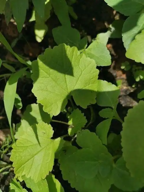 老李买了盆破破烂烂的铜钱草,家人都嫌弃,后来却真香