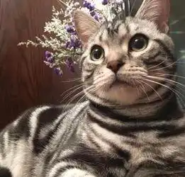 为什么说美短是最好养的猫这6点,你不得不服