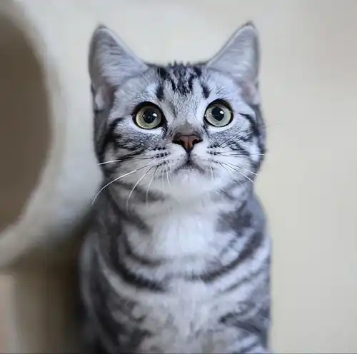 其实你养的猫,已经暴露了你的性格,网友太准了