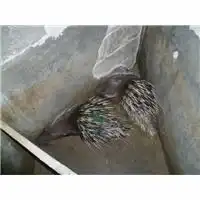 广西豪猪图片广西豪猪饲料配方横县豪猪宰杀方法