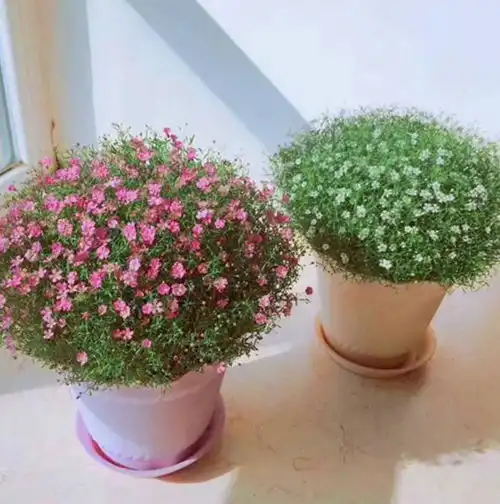 开春种下10种花,养俩月就能开爆花,专为阳台而生,开出花海