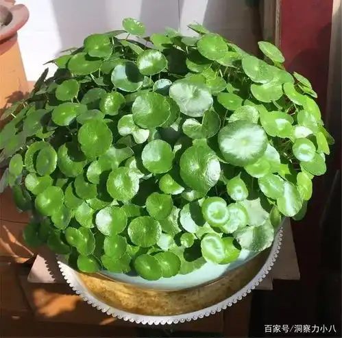 大户人家爱养这三种花,遇水疯长寓意好,从10月开到10月