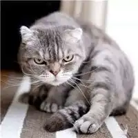 抖音社会猫高清头像微信头像图片大全