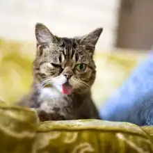 世界最可爱猫咪吐舌卖萌照