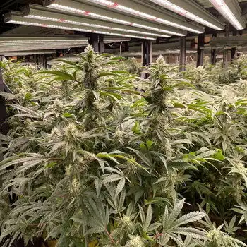 出口美国多路调光八爪鱼植物生长灯800w八爪鱼植物生长灯