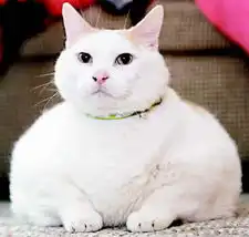 美44磅肥猫减肥猫气急升上电视节目