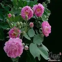 40岁女人花朵微信头像微信头像图片大全