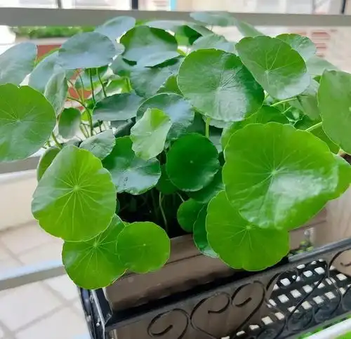 这5种花,轻易不开花,开花就有好兆头,快看看你家养了吗